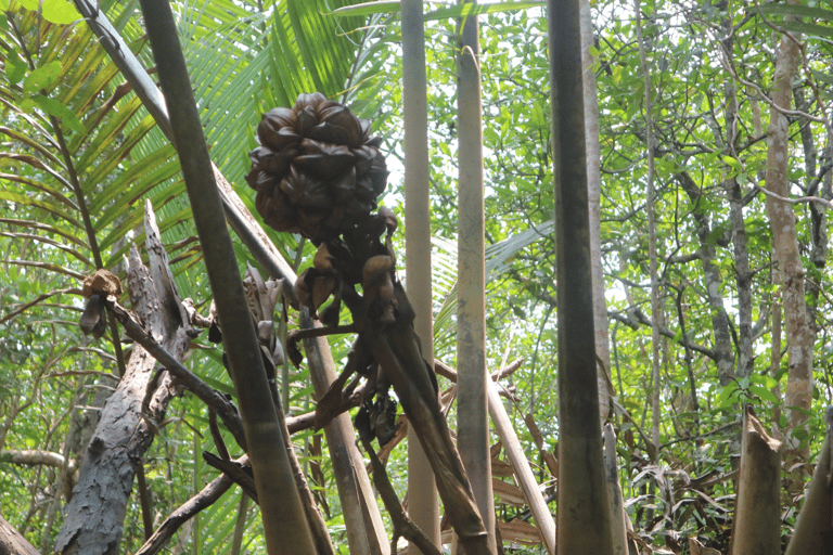 Mangrove Day Tour - Bintan Fireflies Night Tour - Bintan