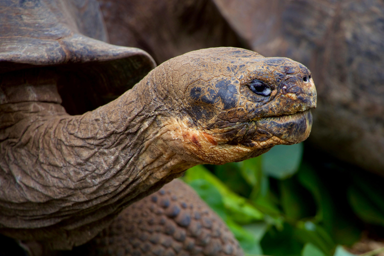 Galápagos Ultimate: 5-Day Adventure Tour with Snorkeling