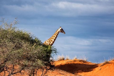 Overnight To Tsavo East from Mombasa/Diani