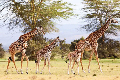 Lake Nakuru National Park Day Trip From Nairobi Lake Nakuru National Park From Nairobi