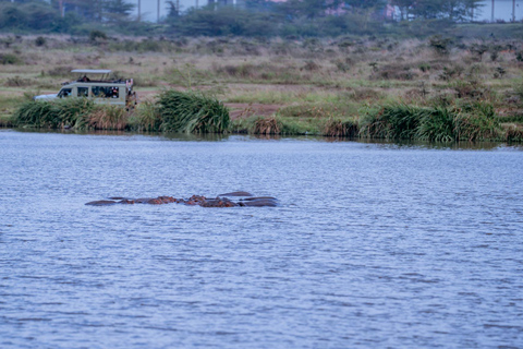 Nairobi: National Park Game Drive with Local Guide