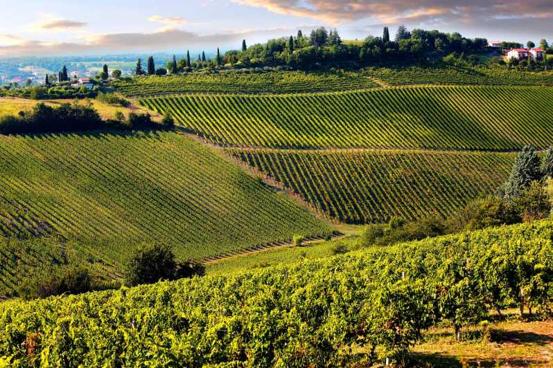 Fra Pisa/Lucca: Halvdagstur i Toscana med Chianti-vinsmaking