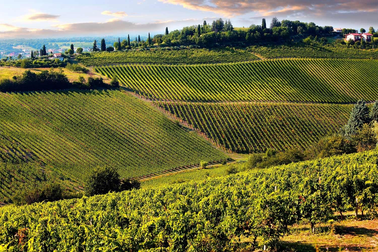 Ab Pisa oder Lucca: Halbtägige Chianti-Weinprobe in der Toskana