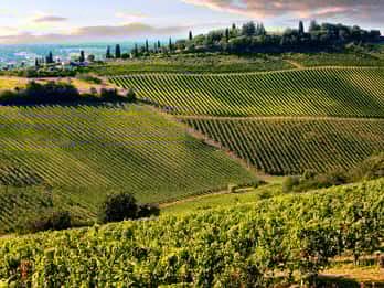 Depuis Pise ou Lucques : dégustation d'une demi-journée de vins du Chianti en Toscane