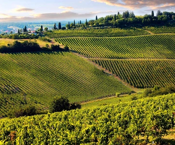 From Pisa or Lucca: Half-Day Tuscany Chianti Wine Tasting