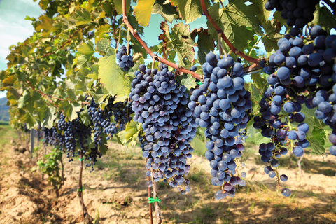 Van Pisa of Lucca: Chianti-wijnproeverij van een halve dag in ToscaneWine Tour - Vertrek vanuit Lucca