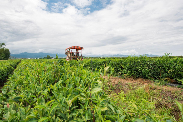 Longevity Secrets of Azerbaijan: Lankaran & Astara tour Private tour