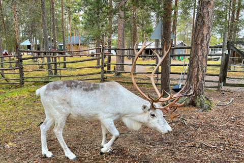 Rovaniemi: Husky & Reindeer Experience with Transfers