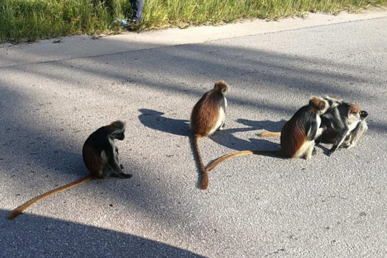 Zanzibar: całodniowa wycieczka do lasu JozaniWycieczka prywatna bez odbioru z hotelu i transportu powrotnego