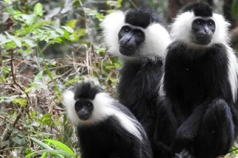 From Kigali: 2-Day Nyungwe Chimpanzee Trek, Canopy & Zipline