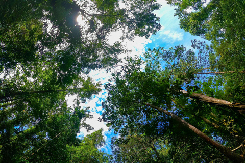 From Colombo: Sinharaja Rainforest Nature Adventure
