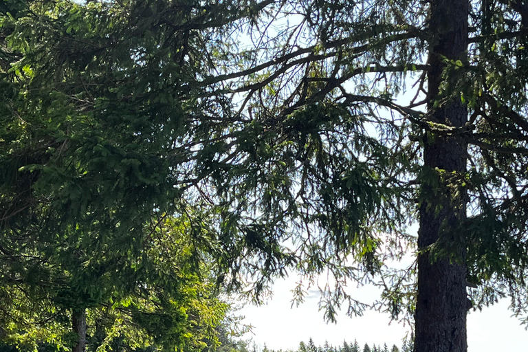 From Oslo: Norwegian Forest Survival Day Trip