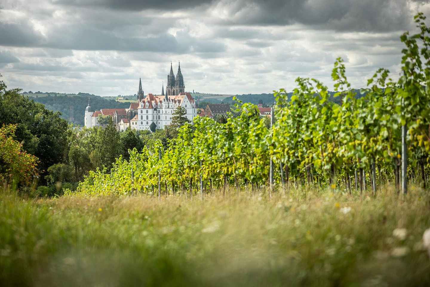 Meissen: Wine hike in the Proschwitz vineyards incl. 3-person wine tasting