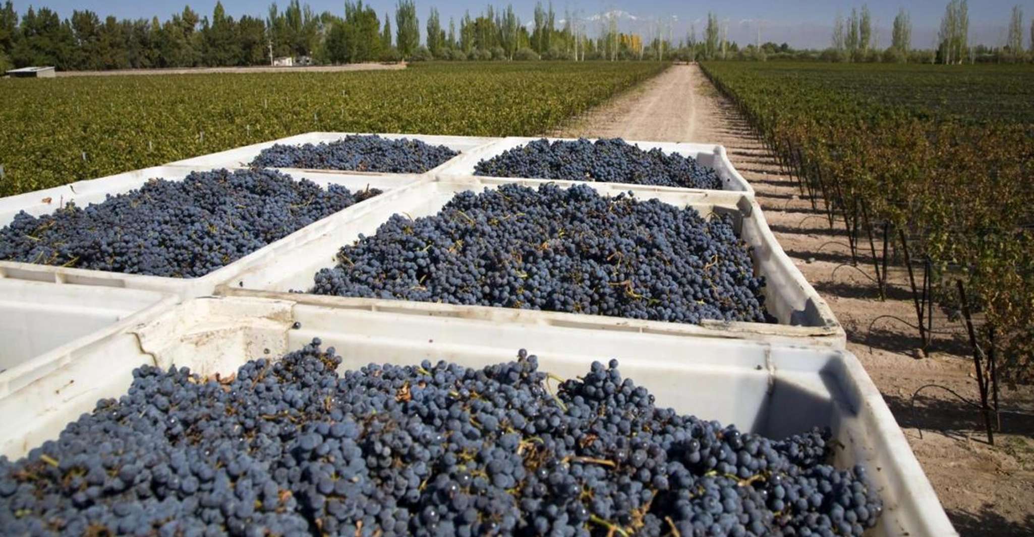 Mendoza, Weinstraßen Halbtagestour mit regionalem Mittagessen - Hizvo