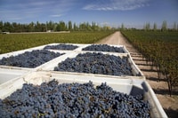 Mendoza, Weinstraßen Halbtagestour mit regionalem Mittagessen - Hizvo