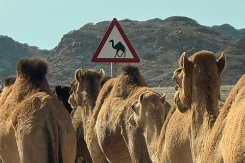 East Salalah Guided: Wadi Darbat & The ancient Baobab Tree