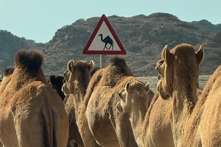 East Salalah Guided: Wadi Darbat & The ancient Baobab Tree