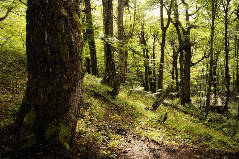 From Bariloche: Victoria Island & the Arrayanes Forest Tour Victoria Island and Arrayanes Forest with Transfers