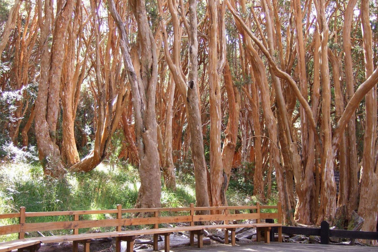 From Bariloche: Victoria Island & the Arrayanes Forest Tour Victoria Island and Arrayanes Forest with Transfers