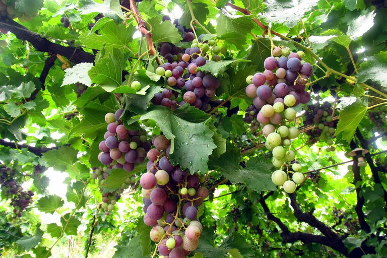 Depuis Salta : Visite d'une jounée des vins et de la vallée de Cafayate