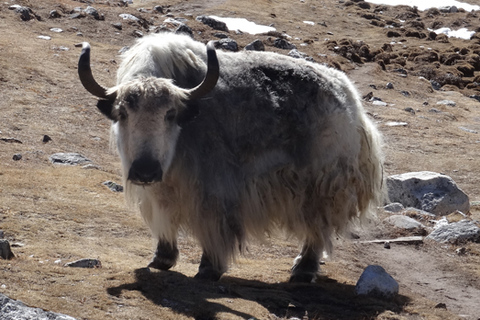 Everest Base Camp Trekking