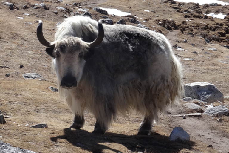 Everest Base Camp Trekking
