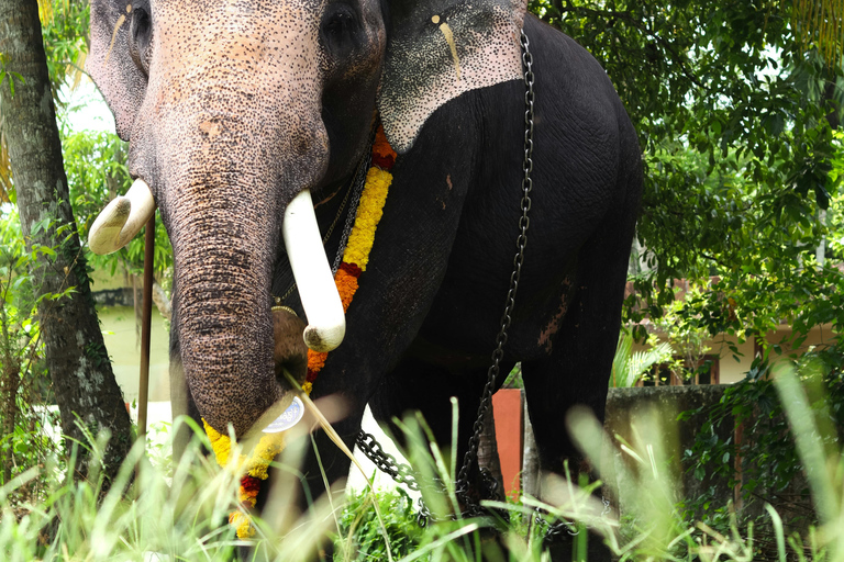 6 jours au Kerala avec Munnar, Thekkady et Alleppey : Au départ de Cochin