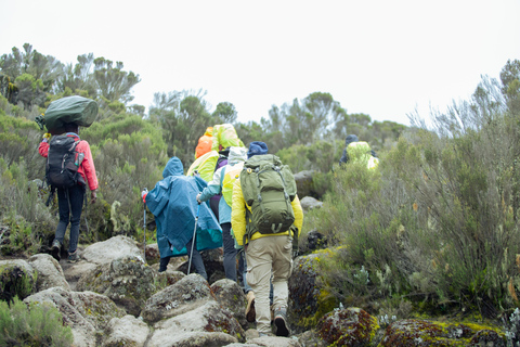 Moshi: Mount Kilimanjaro Day Trip – Marangu Route Day Hike