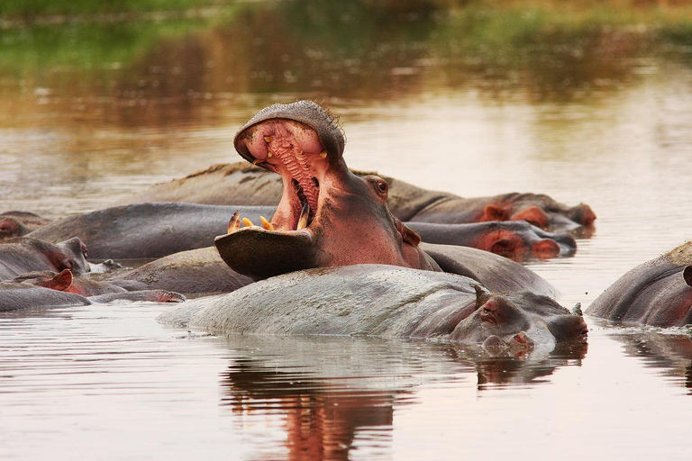 2 jours 1 nuit parc national Nyerere depuis Zanzibar par vol