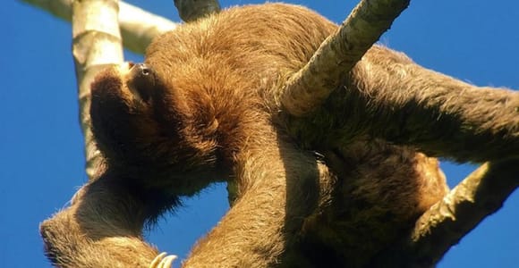 Manuel Antonio National Park Wildlife Tour