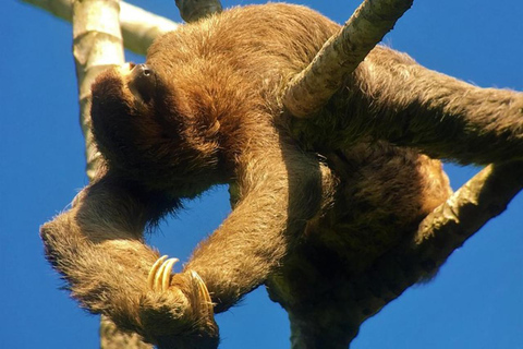 Manuel Antonio: Wildlife and Beach Tour in National Park Group Tour (Park entry NOT included)