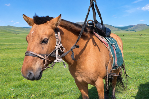Mongolia: Horseback Riding Day Lesson and Grassland Ride