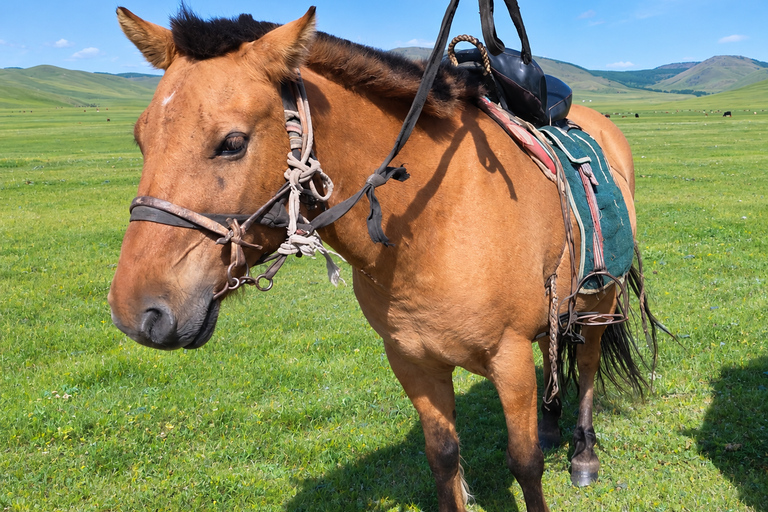 Mongolia: Horseback Riding Day Lesson and Grassland Ride