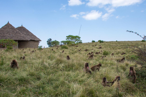 Addis Abeba: Simien Mountains Trekking Tour mit FlügenAddis Abeba: Trekking in den Simien Mountains mit Flügen