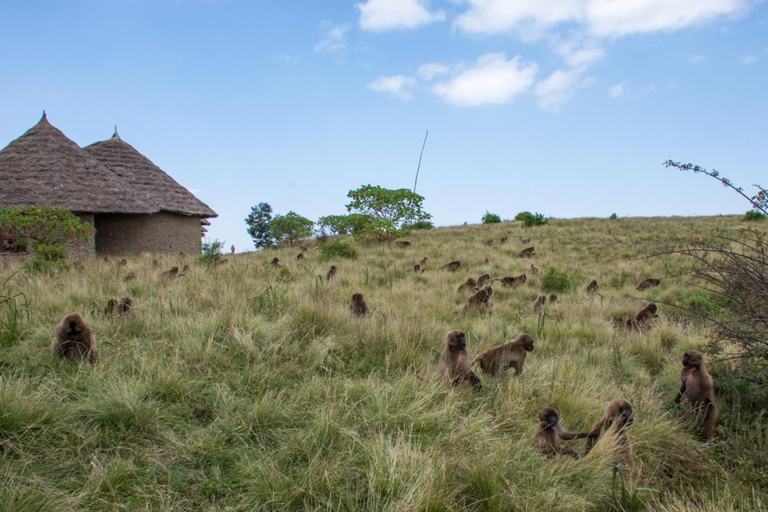 Addis Abeba: Simien Mountains Trekking Tour mit FlügenAddis Abeba: Trekking in den Simien Mountains mit Flügen