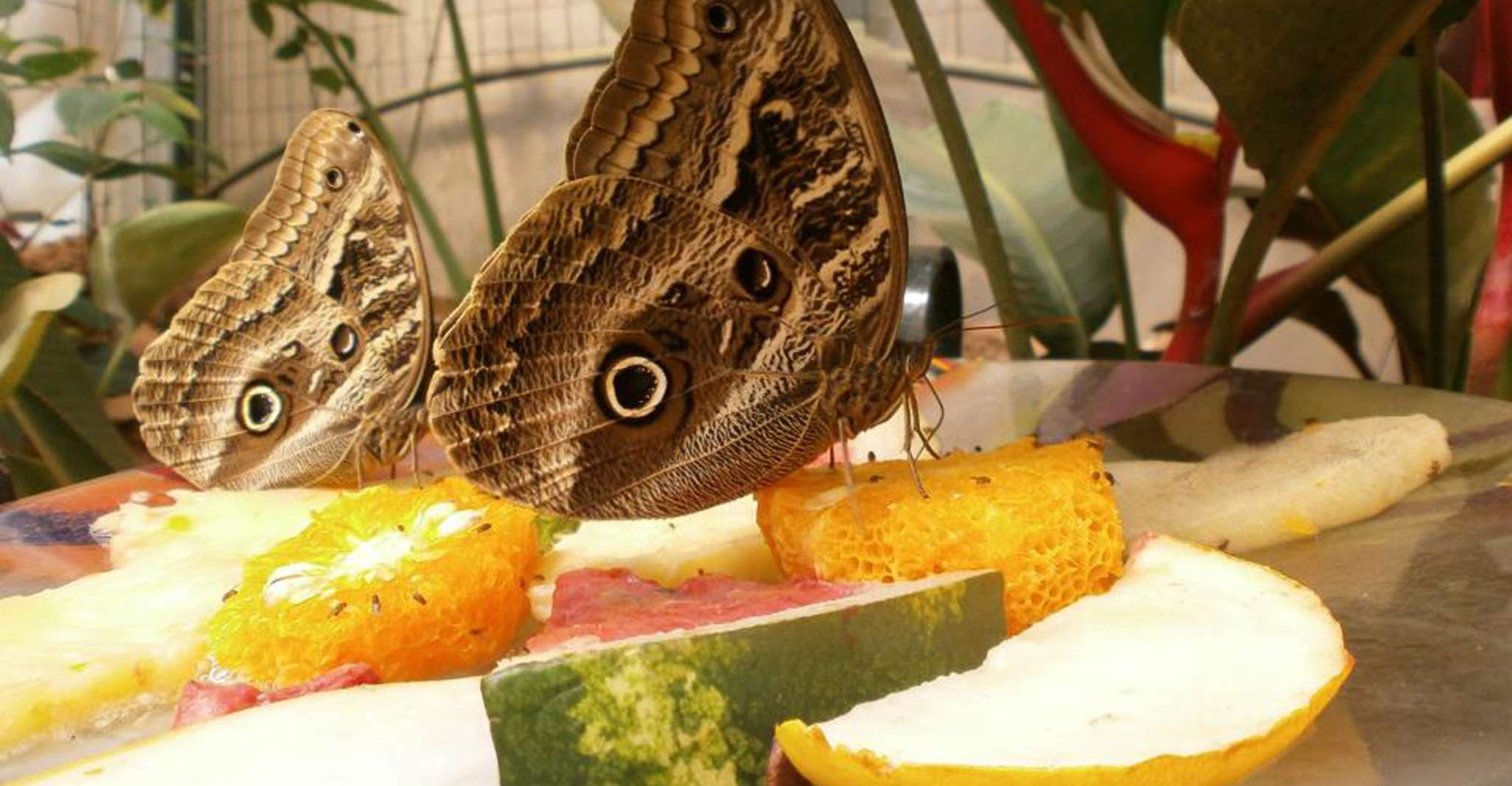 Van Iguazú, Excursie naar het Iguazú Biocenter - Hizvo