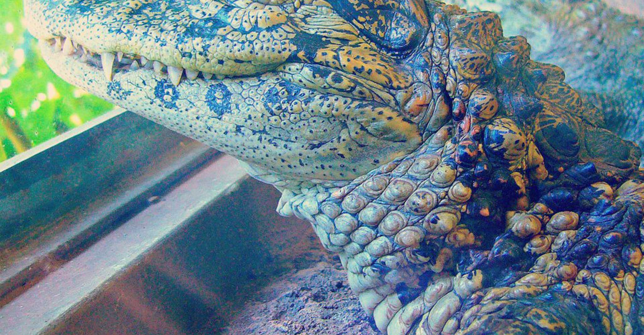 Van Iguazú, Excursie naar het Iguazú Biocenter - Hizvo