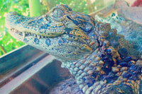 De Iguazú, Excursion au Biocentre d'Iguazú - Hizvo
