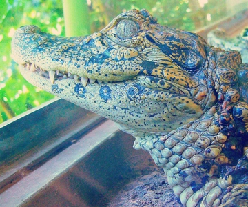 From Iguazú: Excursion to the Iguazú Biocenter