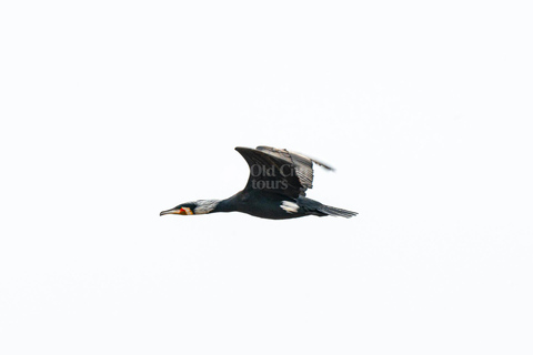 Shirvan Eco-Tour: Gazelles, Birdwatching & Village Lunch Private tour
