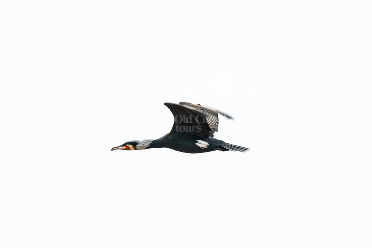 Shirvan Eco-Tour: Gazelles, Birdwatching & Village Lunch Private tour