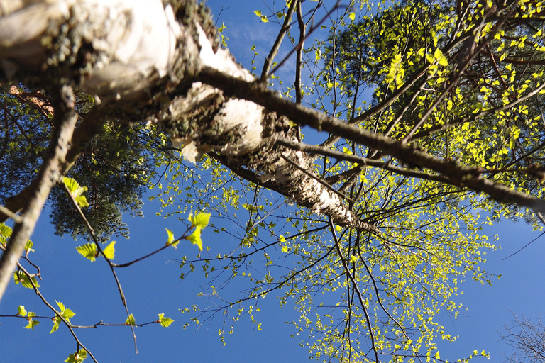 Stockholm: Dog Walk in Nature Reserve with Swedish Fika