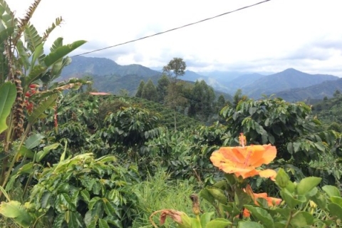Z Medellin: Jednodniowa wycieczka na plantację kawy Jardin(Kopia) Z Medellin: Jednodniowa wycieczka do plantacji kawy Jardin