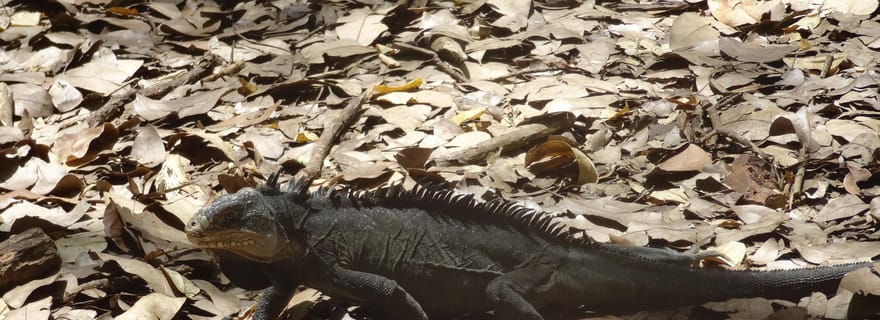 Excursion aux Ilets Paradisiaques du François