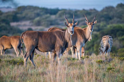 Safári de dia inteiro na Pilanesberg Game Reserve