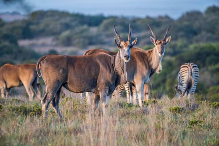 Safari d&#039;une journée dans la réserve de chasse de Pilanesberg