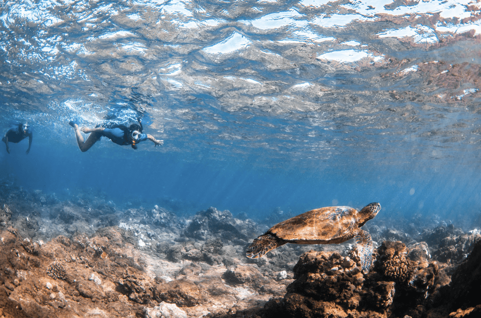 Plaja Wailea: Snorkeling pentru cei care nu știu să înoate Tur ghidat