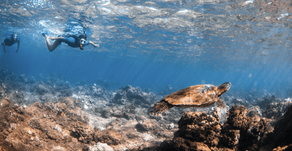 Wailea Beach: Snorkeling for Non-Swimmers Guided Tour
