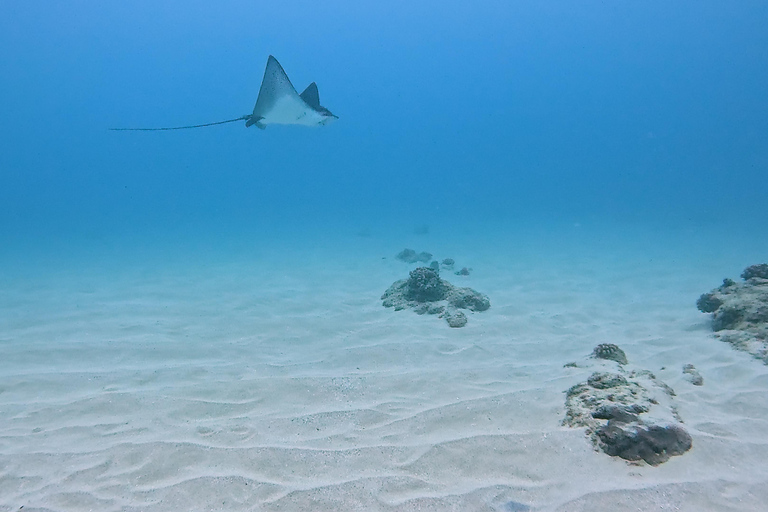 Honolulu: Crociera deluxe Waikiki con snorkeling e fauna selvatica