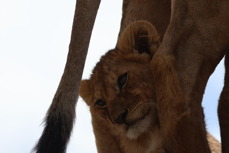 Full-Day Tarangire Safari Adventure